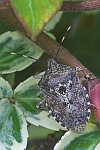 Graue Gartenwanze (Rhaphigaster nebulosa)