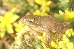 Kuba-Laubfrosch (Hyla septentrionalis)