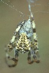 Gartenkreuzspinne (Araneus diadematus)