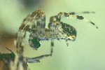 Gartenkreuzspinne (Araneus diadematus)