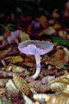 Violette Lacktrichterling (Laccaria amethystina)