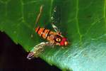 Gegrtelte Schwebfliege (Episyrphus balteatus)