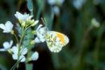 Aurorafalter (Anthocharis cardamines)