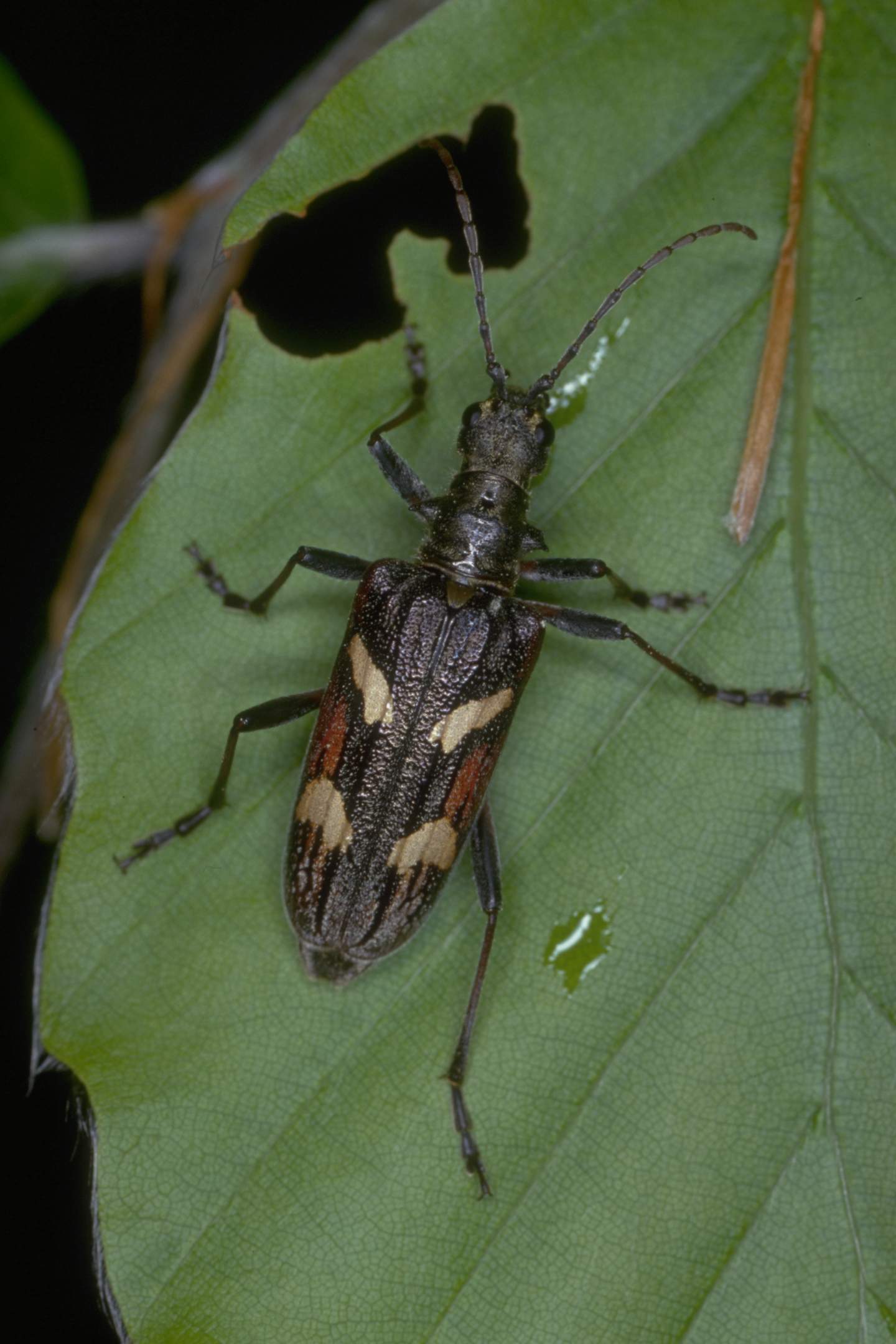 Kleiner Schwarzer Käfer Mit Stachel