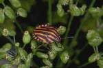 Streifenwanze (Graphosoma lineatum)