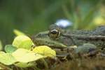 Seefrosch (Rana ridibunda)