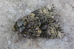 Liguster-Rindeneule (Craniophora ligustri)