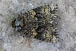 Liguster-Rindeneule (Craniophora ligustri)
