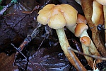 Grnblttriger Schwefelkopf (Hypholoma fasciculare)