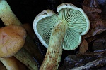 Grnblttriger Schwefelkopf (Hypholoma fasciculare)