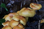 Grnblttriger Schwefelkopf (Hypholoma fasciculare)