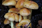 Grnblttriger Schwefelkopf (Hypholoma fasciculare)