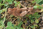 Blauflgelige dlandschrecke (Oedipoda caerulescens)