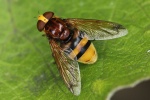 Hornissenschwebfliege (Volucella zonaria)