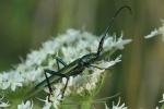 Moschusbock (Aromia moschata)