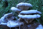 Austern-Seitling (Pleurotus ostreatus)