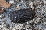 Rauher Erdk�fer (Trox scaber)