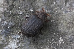 Rauher Erdk�fer (Trox scaber)