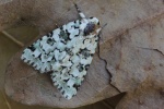 Hellgr�ne Flechteneule (Nyctobrya muralis)