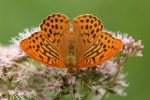 Kaisermantel (Argynnis paphia)