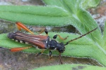 Braunrtlicher Spitzdeckenbock (Stenopterus rufus)