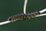 Ringelspinner (Malacosoma neustria)