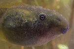 Knoblauchkrte (Pelobates fuscus)