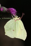 Zitronenfalter (Gonepteryx rhamni)