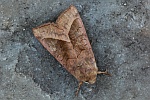 Markeule (Hydraecia micacea)