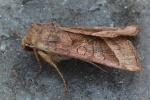 Markeule (Hydraecia micacea)