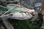 Pappel-Zahnspinner (Pheosia tremula)