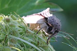 Pappel-Zahnspinner (Pheosia tremula)