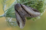Pappel-Zahnspinner (Pheosia tremula)