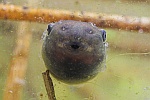 Knoblauchkrte (Pelobates fuscus)