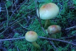 Grnblttriger Schwefelkopf (Hypholoma fasciculare)