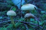 Grnblttriger Schwefelkopf (Hypholoma fasciculare)