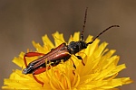 Braunrtlicher Spitzdeckenbock (Stenopterus rufus)