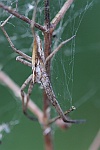 Raubspinne (Pisaura mirabilis)