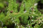 Gemeine Sichelschrecke (Phaneroptera falcata)