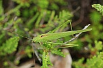 Gemeine Sichelschrecke (Phaneroptera falcata)