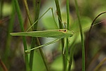 Gemeine Sichelschrecke (Phaneroptera falcata)