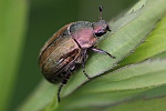 Kleiner Julik�fer (Anomala dubia)