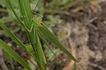 Gemeine Sichelschrecke (Phaneroptera falcata)