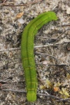 Zimteule (Scoliopteryx libatrix)