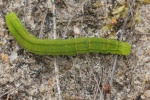 Zimteule (Scoliopteryx libatrix)