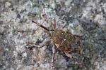 Eichelbohrer (Curculio glandium)