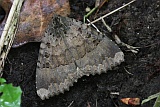Schwarzes Ordensband (Mormo maura)