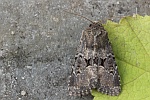 Lehmfarbige Graswurzeleule (Luperina testacea)
