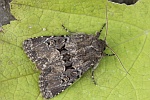 Lehmfarbige Graswurzeleule (Luperina testacea)