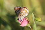 Sonnenrschen-Bluling (Aricia agestis)